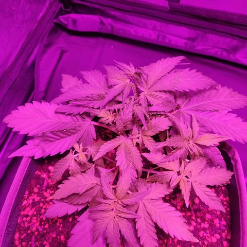 2: Northern lights auto growlog timeline photo