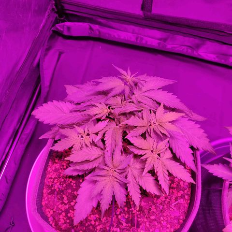2: Northern lights auto growlog timeline photo