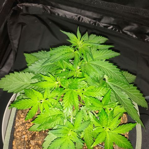 2: Northern lights auto growlog timeline photo