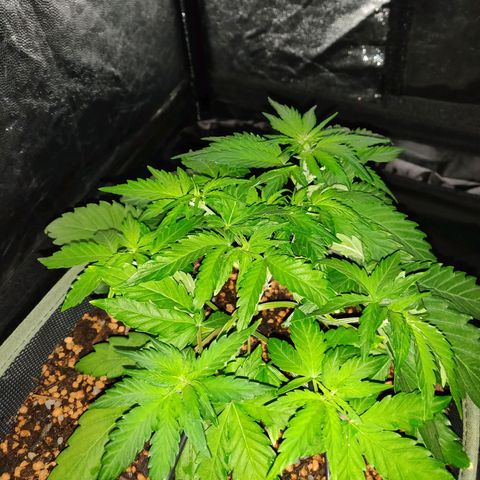 2: Northern lights auto growlog timeline photo