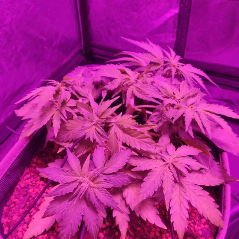 2: Northern lights auto growlog timeline photo