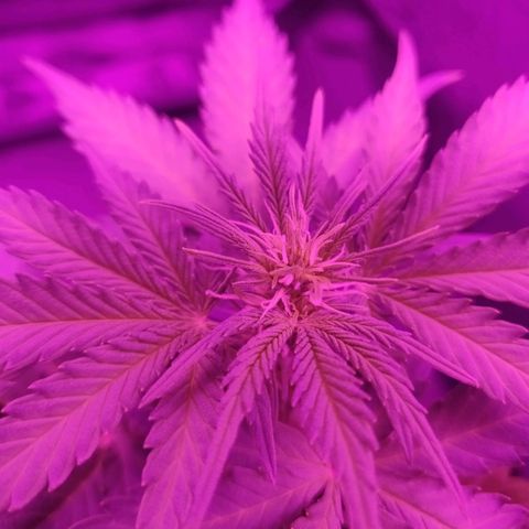 2: Northern lights auto growlog timeline photo