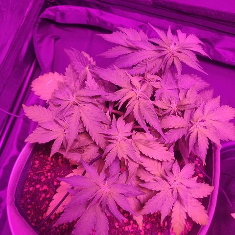 2: Northern lights auto growlog timeline photo