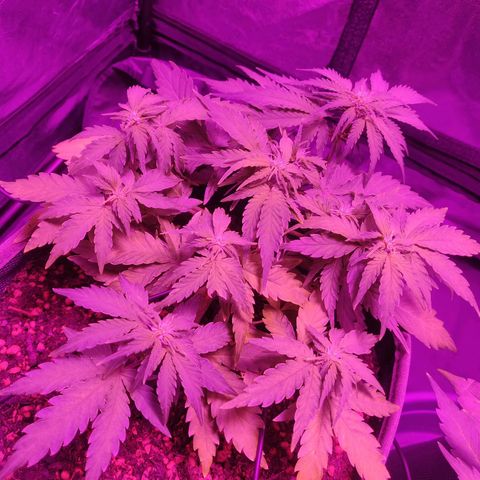 2: Northern lights auto growlog timeline photo