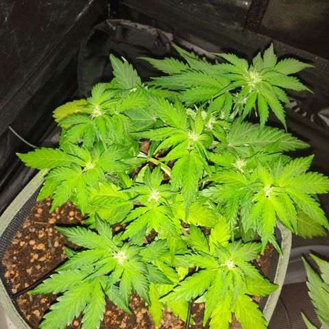 2: Northern lights auto growlog timeline photo