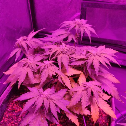 2: Northern lights auto growlog timeline photo