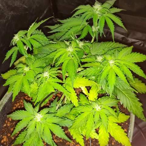 2: Northern lights auto growlog timeline photo