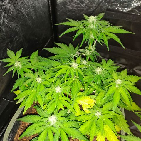 2: Northern lights auto growlog timeline photo