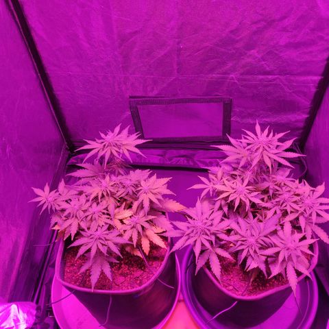 2: Northern lights auto growlog timeline photo