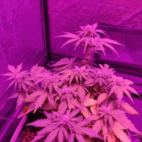 2: Northern lights auto growlog timeline photo