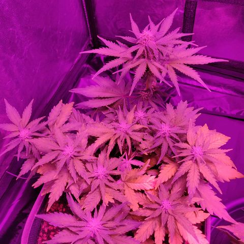2: Northern lights auto growlog timeline photo