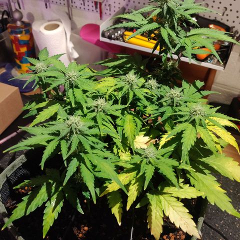 2: Northern lights auto growlog timeline photo