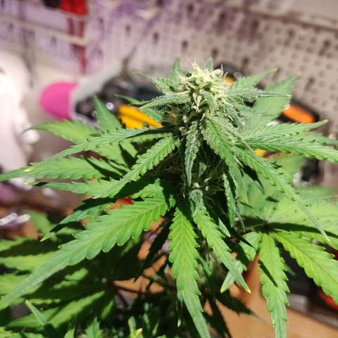 2: Northern lights auto growlog timeline photo
