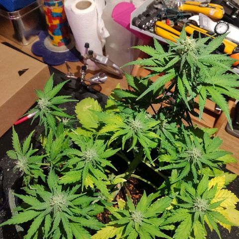 2: Northern lights auto growlog timeline photo