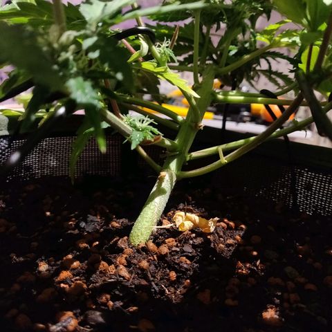 2: Northern lights auto growlog timeline photo