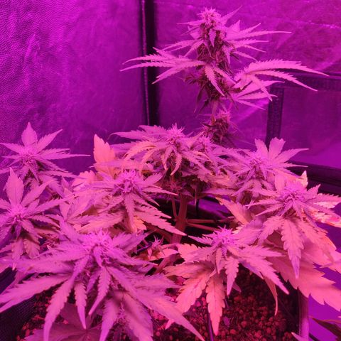 2: Northern lights auto growlog timeline photo