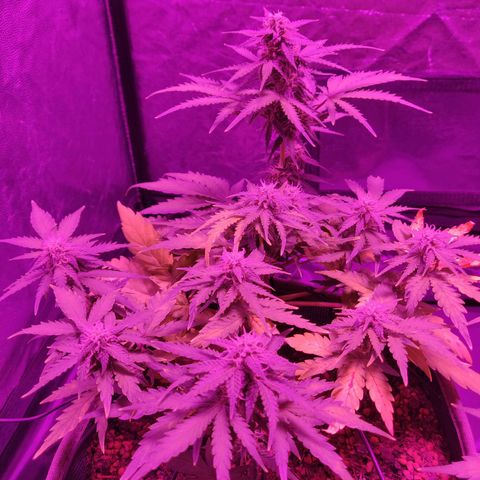 2: Northern lights auto growlog timeline photo
