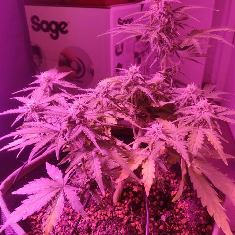 2: Northern lights auto growlog timeline photo
