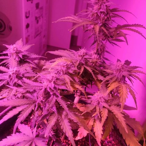 2: Northern lights auto growlog timeline photo
