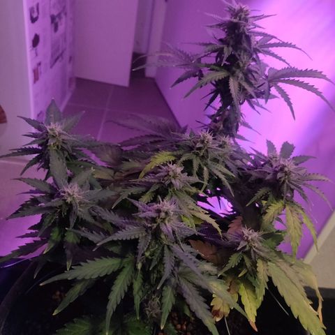 2: Northern lights auto growlog timeline photo