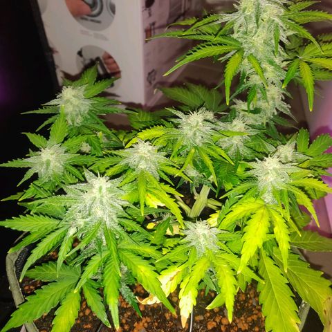 2: Northern lights auto growlog timeline photo