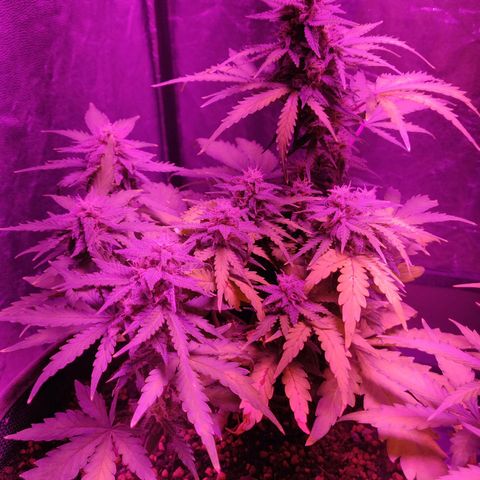 2: Northern lights auto growlog timeline photo