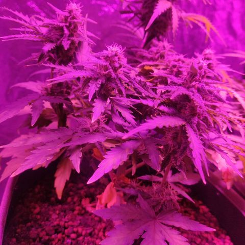 2: Northern lights auto growlog timeline photo