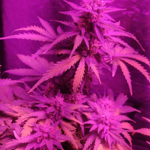 2: Northern lights auto growlog timeline photo
