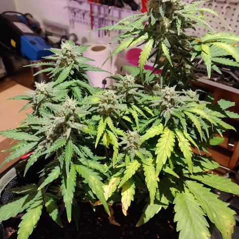 2: Northern lights auto growlog timeline photo