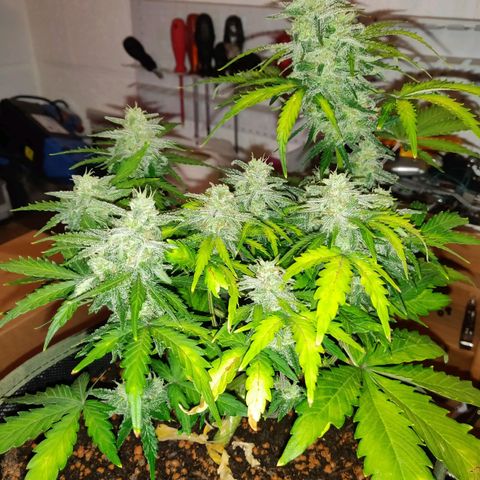 2: Northern lights auto growlog timeline photo