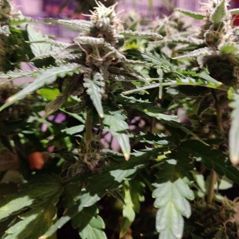 2: Northern lights auto growlog timeline photo