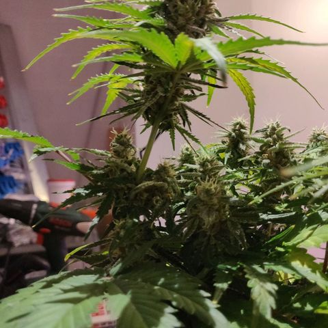 2: Northern lights auto growlog timeline photo