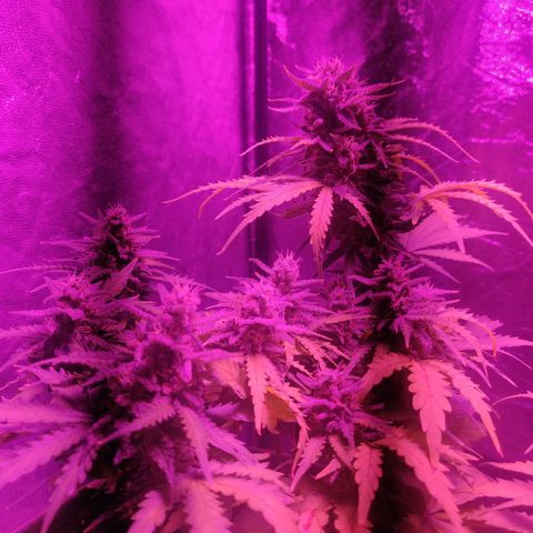2: Northern lights auto growlog timeline photo
