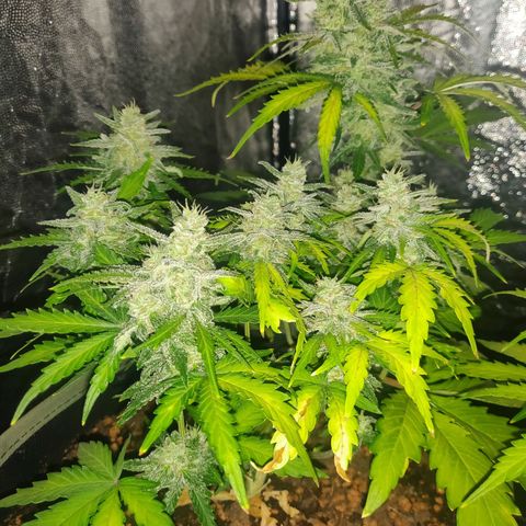 2: Northern lights auto growlog timeline photo