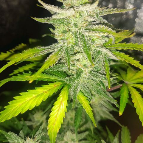 2: Northern lights auto growlog timeline photo