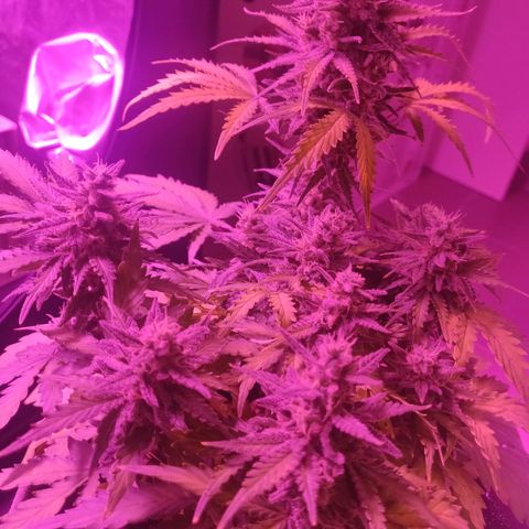 2: Northern lights auto growlog timeline photo