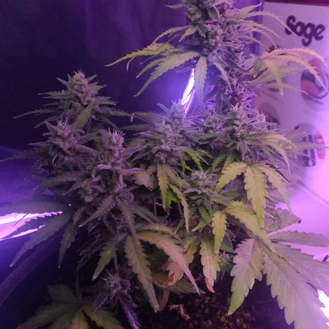 2: Northern lights auto growlog timeline photo