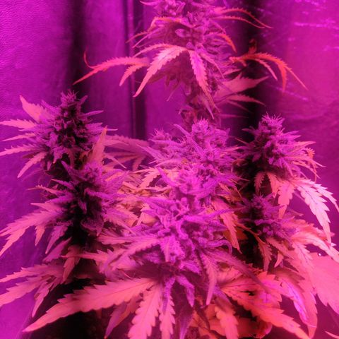 2: Northern lights auto growlog timeline photo