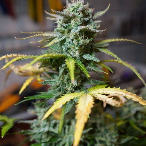 2: Northern lights auto growlog timeline photo