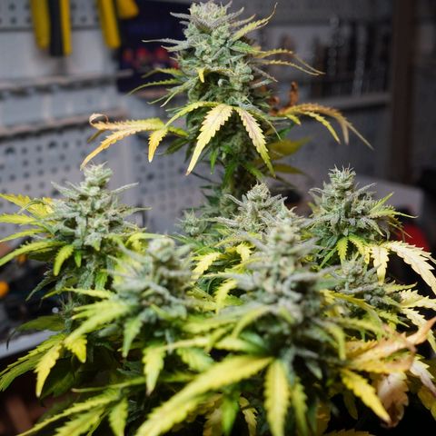 2: Northern lights auto growlog timeline photo