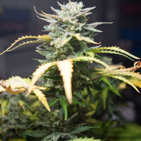2: Northern lights auto growlog timeline photo
