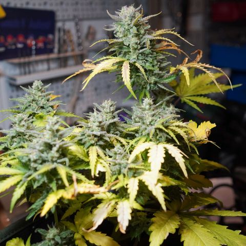 2: Northern lights auto growlog timeline photo