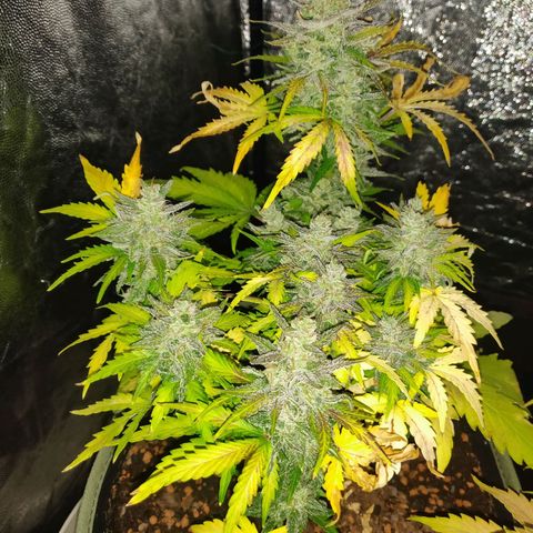 2: Northern lights auto growlog timeline photo
