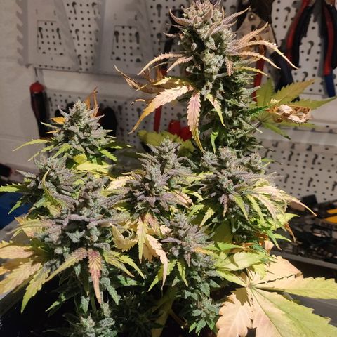 2: Northern lights auto growlog timeline photo