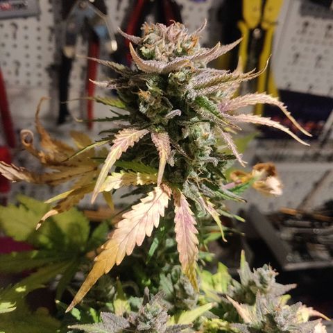 2: Northern lights auto growlog timeline photo