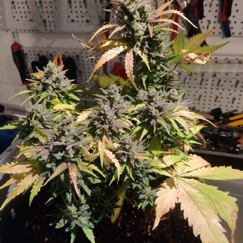 2: Northern lights auto growlog timeline photo