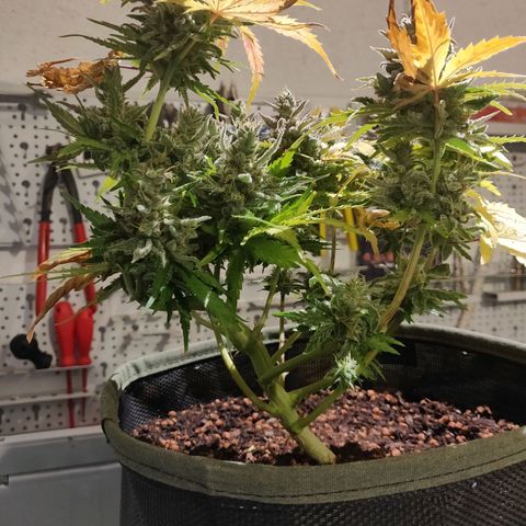 2: Northern lights auto growlog timeline photo