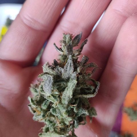 2: Northern lights auto growlog timeline photo