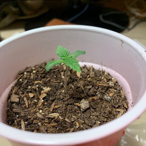 Purple Ayahausca growlog timeline photo