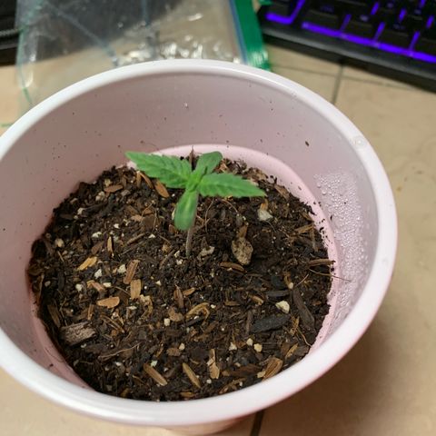 Purple Ayahausca growlog timeline photo